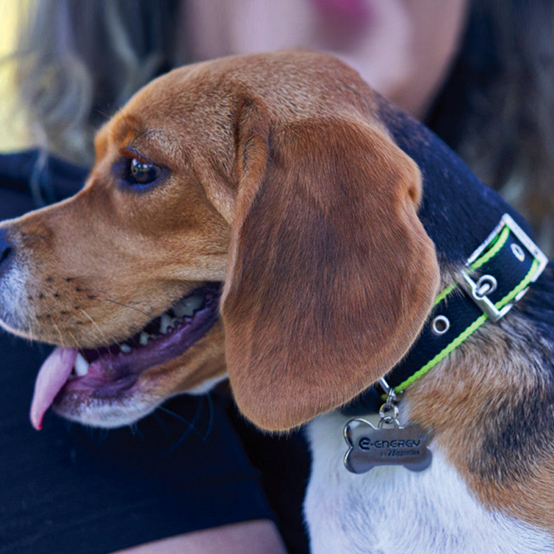 Collar Pet FIR - Negro/Verde